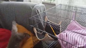 Таяна потерялась/Бес гадит в неположенном месте/Убираю клетку