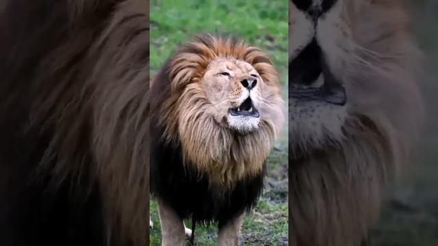 РЫК ЛЬВА.СМОТРЕТЬ СО ЗВУКОМ . смотреть онлайн