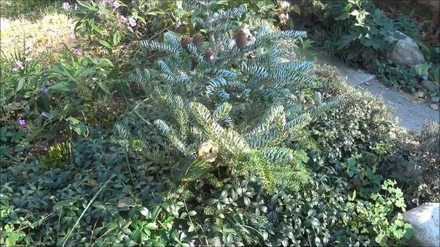 Покажу часть свои пихт, посажу купленную пихту и можжевельник.