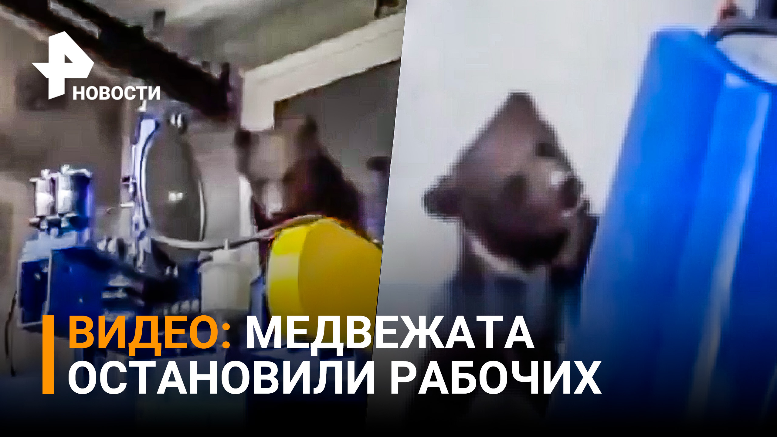 Бой медвежат с рабочими в Томской области удивил / РЕН Новости