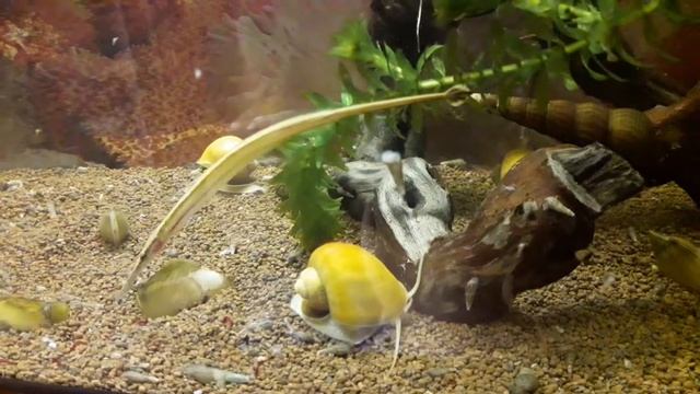 Pipefish Freshwater (рыба Игла пресноводная)
