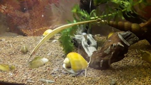Pipefish freshwater (рыба Игла пресноводная)