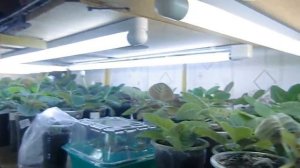 Полив глоксиний от Яны Федоровой .