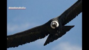 El condor pasa in russian.