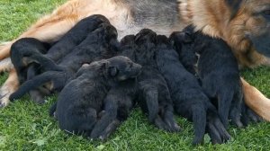 Щенки немецкой овчарки 10 дней от роду.