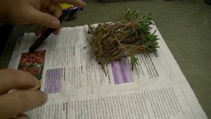 Mestoklema tuberosum обрезка корней 04 09 2021