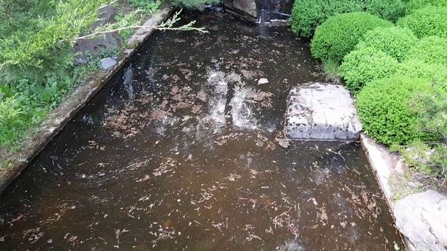Японский сад 19.05.2021
