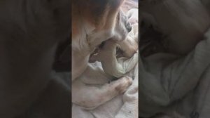 Роды собаки САО. Алабай.