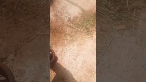 ремонт МТЗ 50