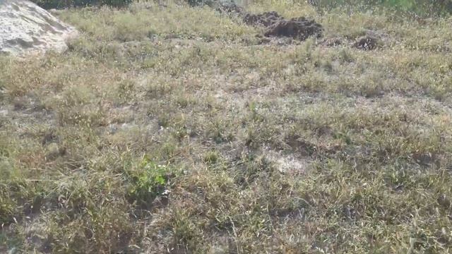 Мотоблоком поднимаем целину в сентябре во время засухи. смотреть онлайн