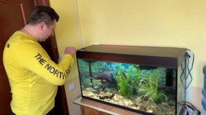 Аквариум 170 л ￼ кормление цихлид