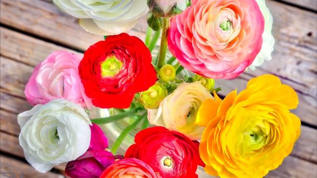 8 ИЗЫСКАНЫХ Цветов НЕЖНЕЙШЕЙ Красоты для Вашего Сада смотреть онлайн