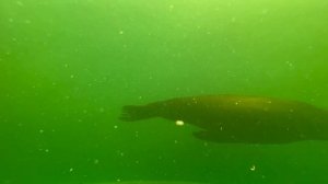 Морские котики. Сафари-парк. Геленджик