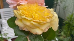 Розы Анри Дельбар, Голден Селебрейшен, Полька! Осенний букетик, который совсем не похож на осенний.