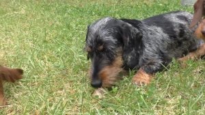 Печенька (жесткошёрстная кроличья такса)