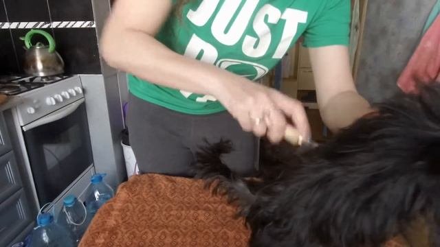 Как расчесать йорка? Какие расчески купить йорку. Колтуны у йорка.