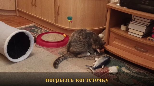 Обычный день домашней кошки