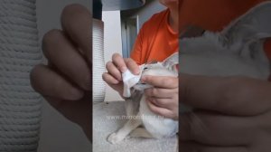 Как помазать кошке глаза