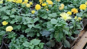 Зимовка хризантем.