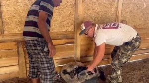 Вес Романовского барана в 3 месяца