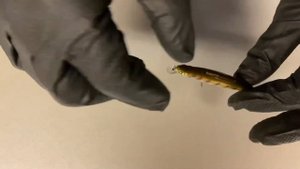 Unboxing Воблера Pontoon 21 Preference Minnow SR