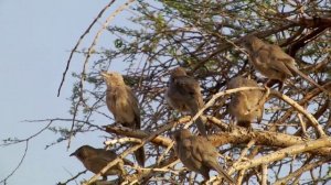 Why help? the biological logic of altruism (the Arabian Babbler birds)