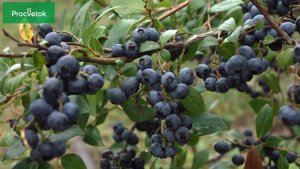 Голубика Дюк: описание сорта