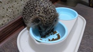 Уплетаем кошачий корм за обе щеки))