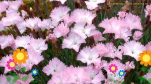 Гвоздика гибридная. Краткий обзор, описание характеристик dianthus hybr Whatfield Wisp