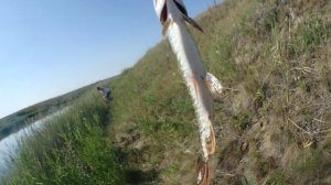 Поймал щуку на реке Камышловка Омская область Рыбалка