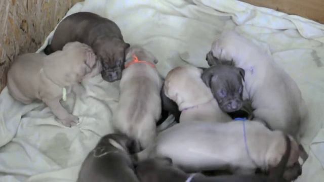 щенки питбультерьера. Питомник Strong Fire Pitbull смотреть онлайн