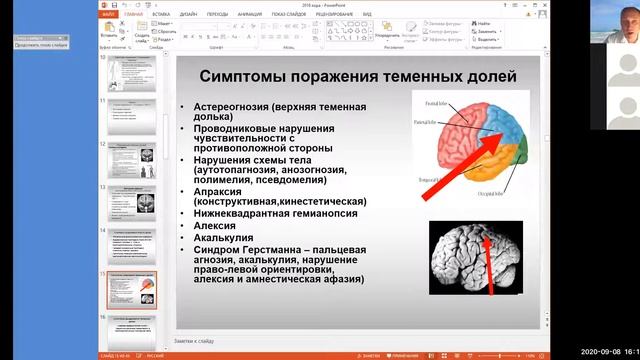 6. Кора головного мозга / cortex