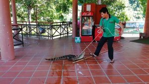 Как ловят крокодила во Вьетнаме