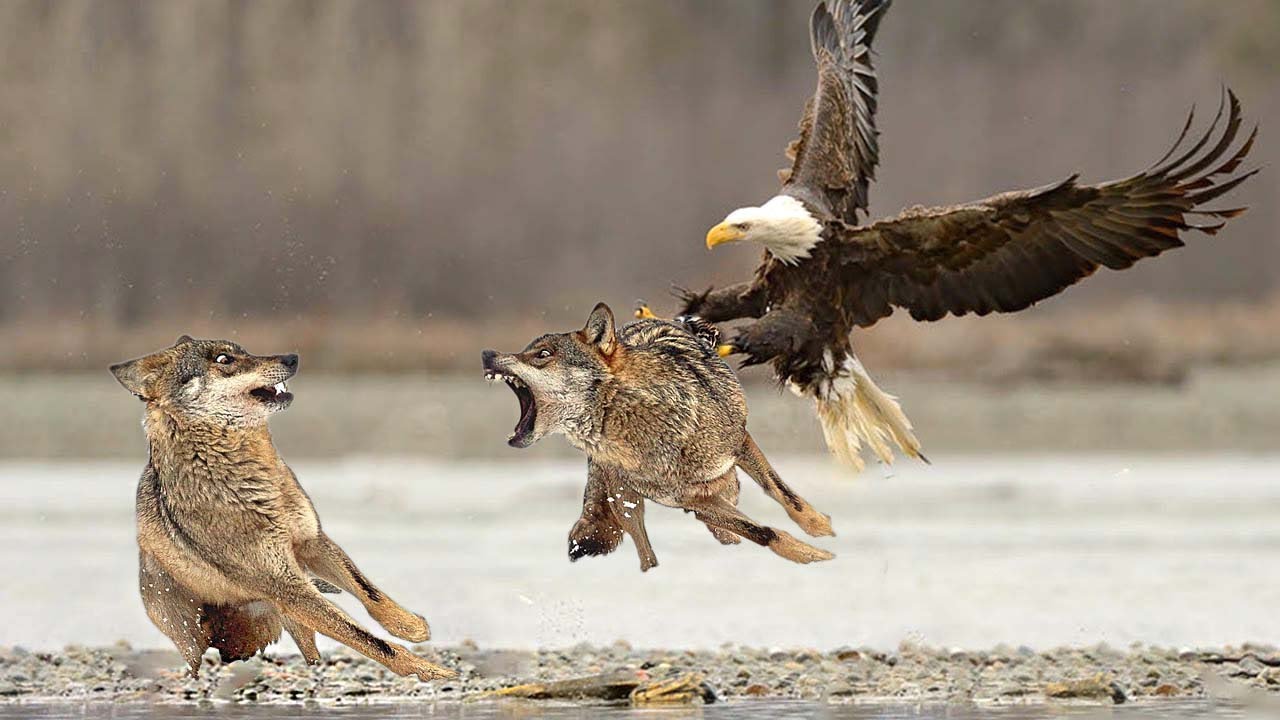 Это Самый Опасный Орёл Убийца, Нападающий на Волков и Людей смотреть онлайн