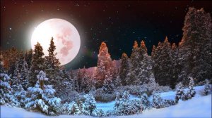 Зимний лес 2 - (футаж)