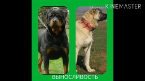 ротвейлер против кангала.