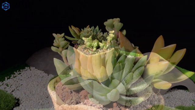 Echeveria macdougallii Combination смотреть онлайн
