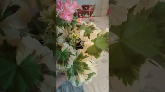 #001Пестролистная пеларгония(герань) Warrenorth Platinum смотреть онлайн