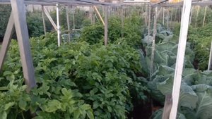 АБСОЛЮТНОЕ плодородие почвы