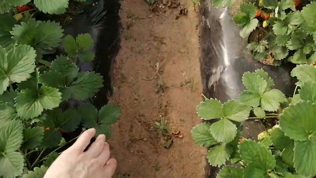 Выращивание крупноплодной садовой земляники в теплице из сотового поликарбоната 3*10 м. Сезон 2022