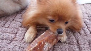 ?  ПОВТОРНАЯ ПРИВИВКА. Щенкам Шпица 12 недель