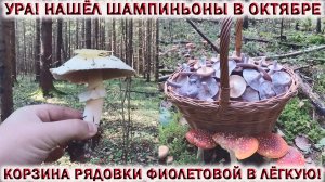 ❗УРА! НАШЁЛ ШАМПИНЬОНЫ?РЯДОВКУ ФИОЛЕТОВУЮ МОЖНО СОБИРАТЬ КОРЗИНАМИ!?Грибы Подмосковья