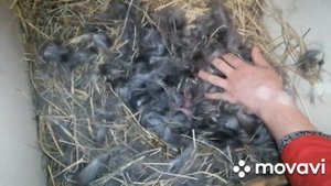 немецкий пестрый великан, строкач, подготовка к окрол, окрол