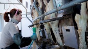 НСО LIFE. Маслянино