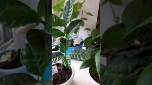 #табернемонтана #уход #цветочки #красота  ТАБЕРНЕМОНТАНА 1 ЧАСТЬ