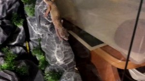 Чем занимается эублефар ночью?