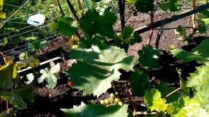 Как Растет ВИНОГРАД из КОСТОЧКИ.   Развитие.   часть 3.  28 августа 2020г.