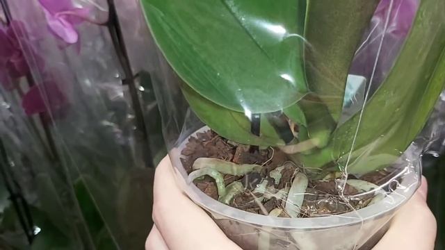 ОРХИДЕИ ЗАМЕРЗАЮТ в OBI Краснодар СРОЧНО надо СПАСАТЬ❗ смотреть онлайн