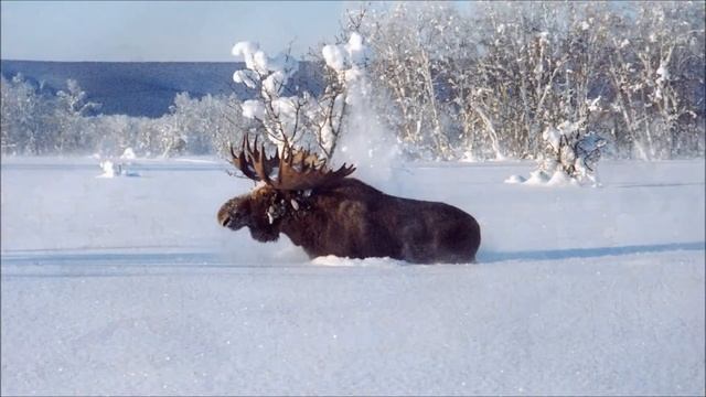 Зима красавица!Красивая песня про зиму. Winter beauty!Beautiful song about winter.