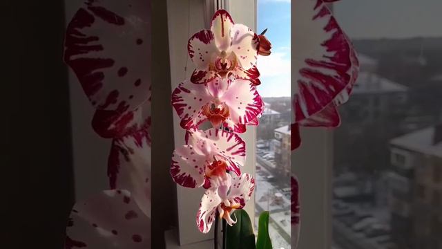 Орхидея Бернадетта 💖💖💖 Bernadette Orchid